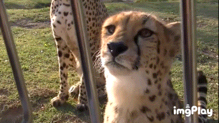 e02092b048b8464a4872cf5ce6862d90_1620481323_38.gif