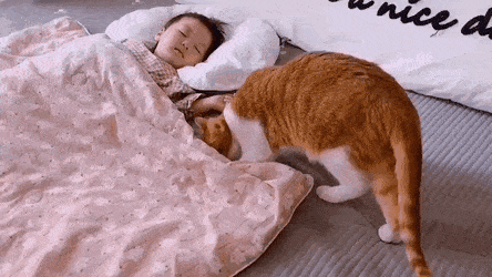 애기랑 같이 낮잠 자고 싶은 고양이.gif